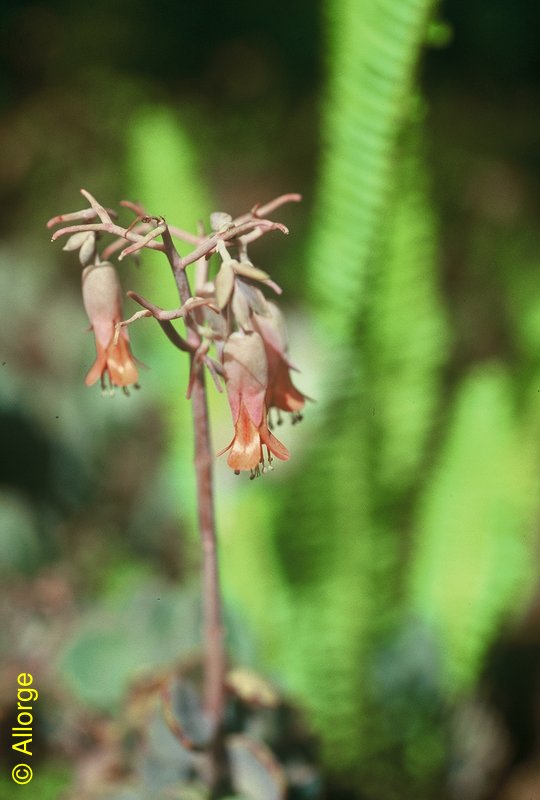 CRASSULACEAE, Kalanchoe fedtschenkoi